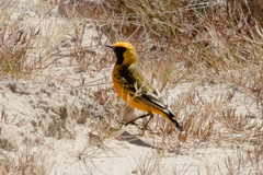 Epthianura aurifrons