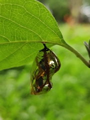 Euploea core