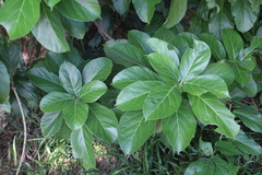 Ficus hispida