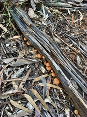 Tubariaceae