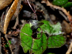 Corybas trilobus aggregate