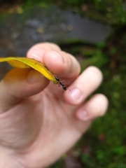 Odontomachus haematodus