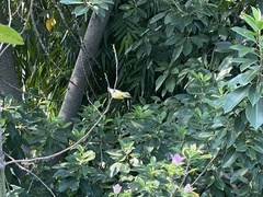 Phylloscopus xanthoschistos