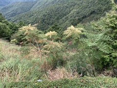 Aralia decaisneana