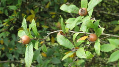 Crataegus germanica