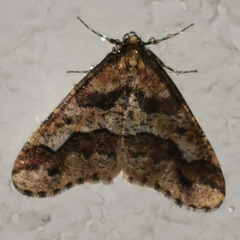 Erannis defoliaria