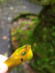 Odontomachus haematodus