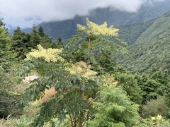 Aralia decaisneana