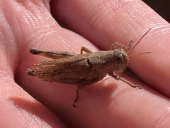 Melanoplus scudderi