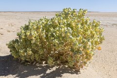 Atriplex vesicaria