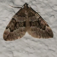 Thera juniperata