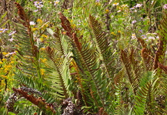 Polystichum imbricans