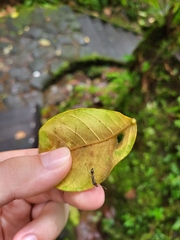 Odontomachus haematodus