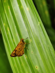 Ampittia dioscorides