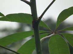 Aristobia approximator