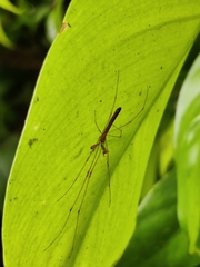 Tetragnatha