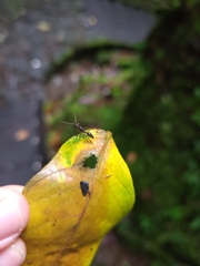 Odontomachus haematodus