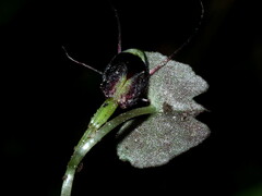 Corybas trilobus aggregate