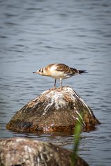 Chroicocephalus ridibundus