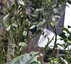 Boissonneaua jardini