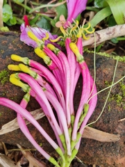 Lorantheae