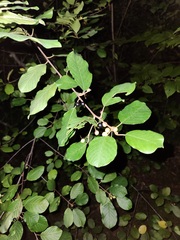 Rhamneae