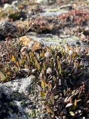 Dryas hookeriana