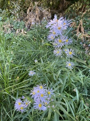 Symphyotrichum chilense