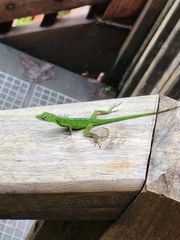 Anolis marmoratus