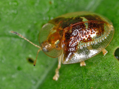 Chrysomelidae