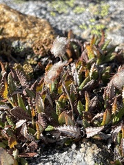 Dryas hookeriana