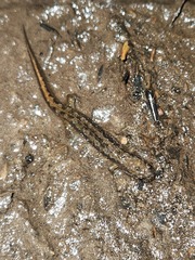 Desmognathus fuscus image