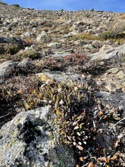 Dryas hookeriana