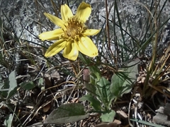 Arnica cordifolia