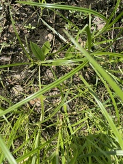 Sagittaria platyphylla