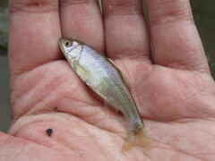 Cyprinella lutrensis