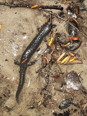 Desmognathus fuscus image