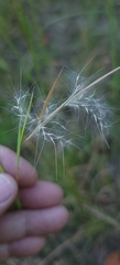 Andropogon virginicus