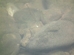 Oreochromis