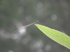 Prodasineura autumnalis