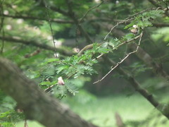 Nectariniidae