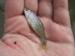 Cyprinella lutrensis