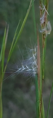Andropogon virginicus