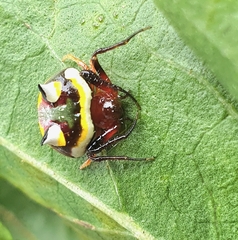 Poecilopachys australasia