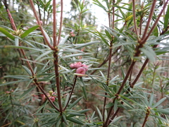 Cyathodes glauca