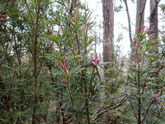 Cyathodes glauca