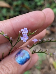 Limonium duriusculum
