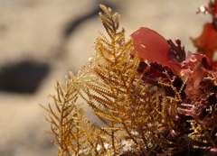 Abietinaria