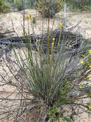 Glischrocaryon behrii