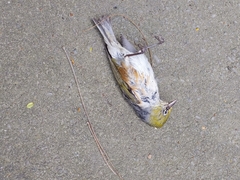 Zosterops lateralis lateralis